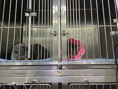 -暖阳宠物医院·犬猫康复中心·骨科
