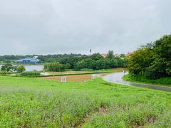 -大塘金香草谷