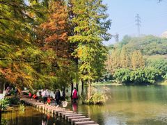 -重庆彩云湖湿地公园