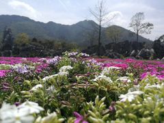 -千岛湖石林