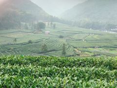 -听风阁农家私房菜茶楼(龙坞店)