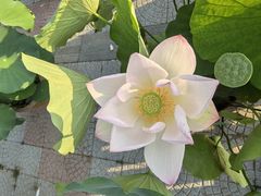 -莲花池公园