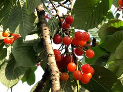 -樱桃山旅游景区
