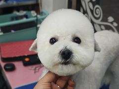 -芭比堂动物医院·心脏专科·夜诊·吉雅分院