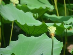 -荔湾湖公园