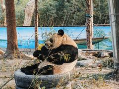 -上海野生动物园