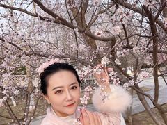 -桃花堤公园