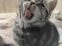-喵zoo家庭繁育猫舍(尖东智能花园店)