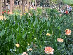 -人民公园(罗湖区)