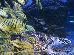 -太平洋海底世界