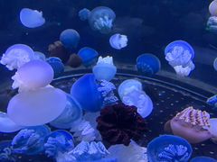 -芜湖新华联大白鲸海洋公园