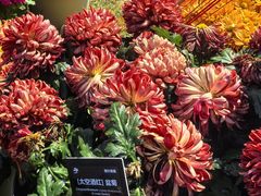 -上海植物园-4号门售票处