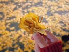 -dodonpa.墩墩伐 便当食堂(博华广场店)
