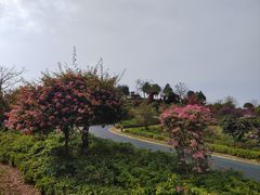 -东莞植物园