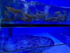 -周姑娘不等味·牛羊肉火锅·螃蟹罗氏虾·烤鱼烤串(高邮店)