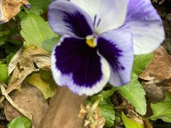 -吴淞炮台湾湿地森林公园烧烤区