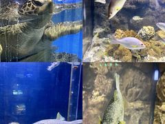 -大连老虎滩海洋公园