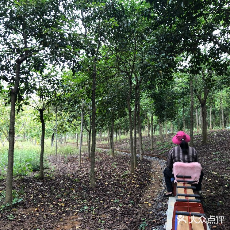 置身花海小火车