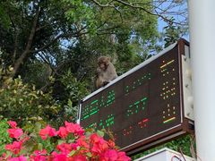 -梧桐山风景名胜区