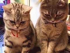 -纳吉亚猫专科动物医院博雅分院