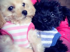 -西安京西宠物医院·瘫痪·疑难杂症