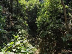 -西双版纳原始森林公园
