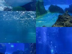 -石家庄海洋公园