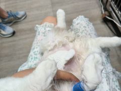 -暖阳宠物医院·犬猫康复中心·骨科