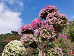 -莲花山公园