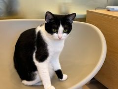 -有喵·猫咖·狗咖·30几只猫10只小狗(岗厦店)