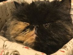 -小时光咖啡馆(开森度假森林店)