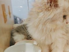 -屋虎猫馆(宝安大仟里店)