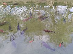 -趵突泉景区