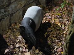 -清迈夜间动物园