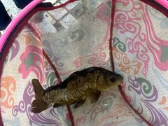 -酷鱼垂钓CLUB(朝阳区博大路店 )