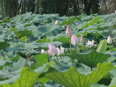 -同銮特种养殖场·龙虾垂钓