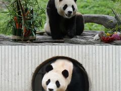 -卧龙中华大熊猫苑神树坪基地