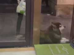 -瑞鹏宠物医院·宠保定点·心脏科·内科(御桥分院)