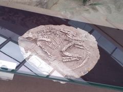 -陕西自然博物馆