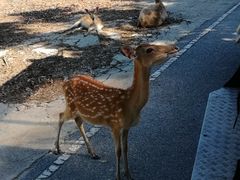 -清迈夜间动物园