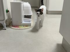 -PETKIT 小佩宠物·低压洗护·美容·寄养(安远店)