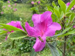 -中国科学院华南植物园