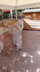 -萌宠亲子动物乐园(槐房万达店)