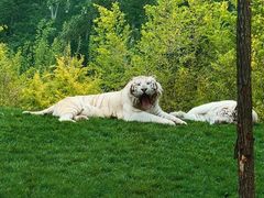 -北京野生动物园