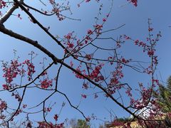 -优游吧斯邹族文化部落