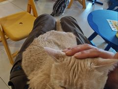 -平行世界·猫咖(首经贸店)
