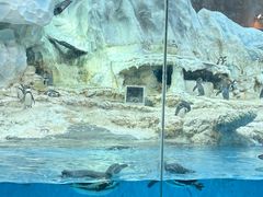 -帝企鹅自助餐厅•儿童岛•真企鹅(长隆企鹅酒店)