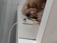 -拜鲁耶动物诊疗中心·宠家动物医院