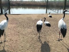 -盐城丹顶鹤湿地生态旅游区