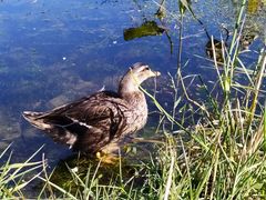 -大兴滨河森林公园